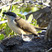Dark-billed Cuckoo